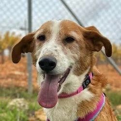 Aura, weiß female 7yo Mixed Breed for adoption at Tierfreunde im Fläming e.V.