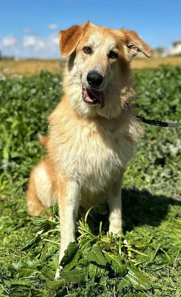 Bobi, male 6yo Mixed Breed for adoption at Tierfreunde im Fläming e.V.
