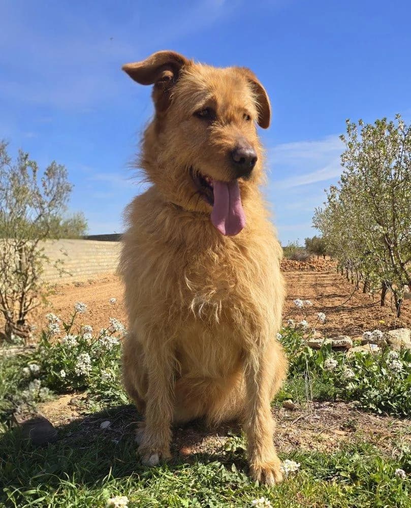 Sira, female 7yo Mixed Breed for adoption at Tierfreunde im Fläming e.V.