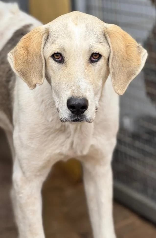 Roque, male young mixed breed for adoption at Tierfreunde im Fläming e.V.