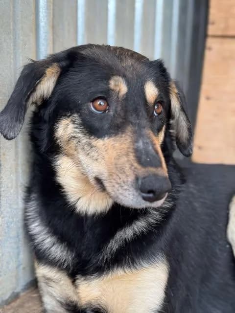 Amelia, female 4yo Mixed Breed for adoption at Tierfreunde im Fläming e.V.