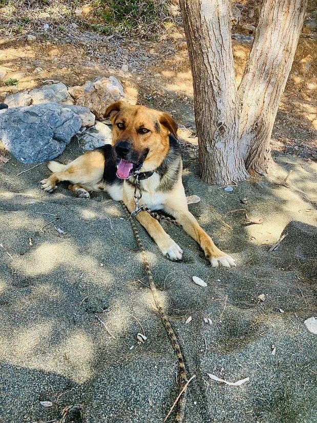 Max, male young German Shepherd for adoption at Tierfreunde im Fläming e.V.