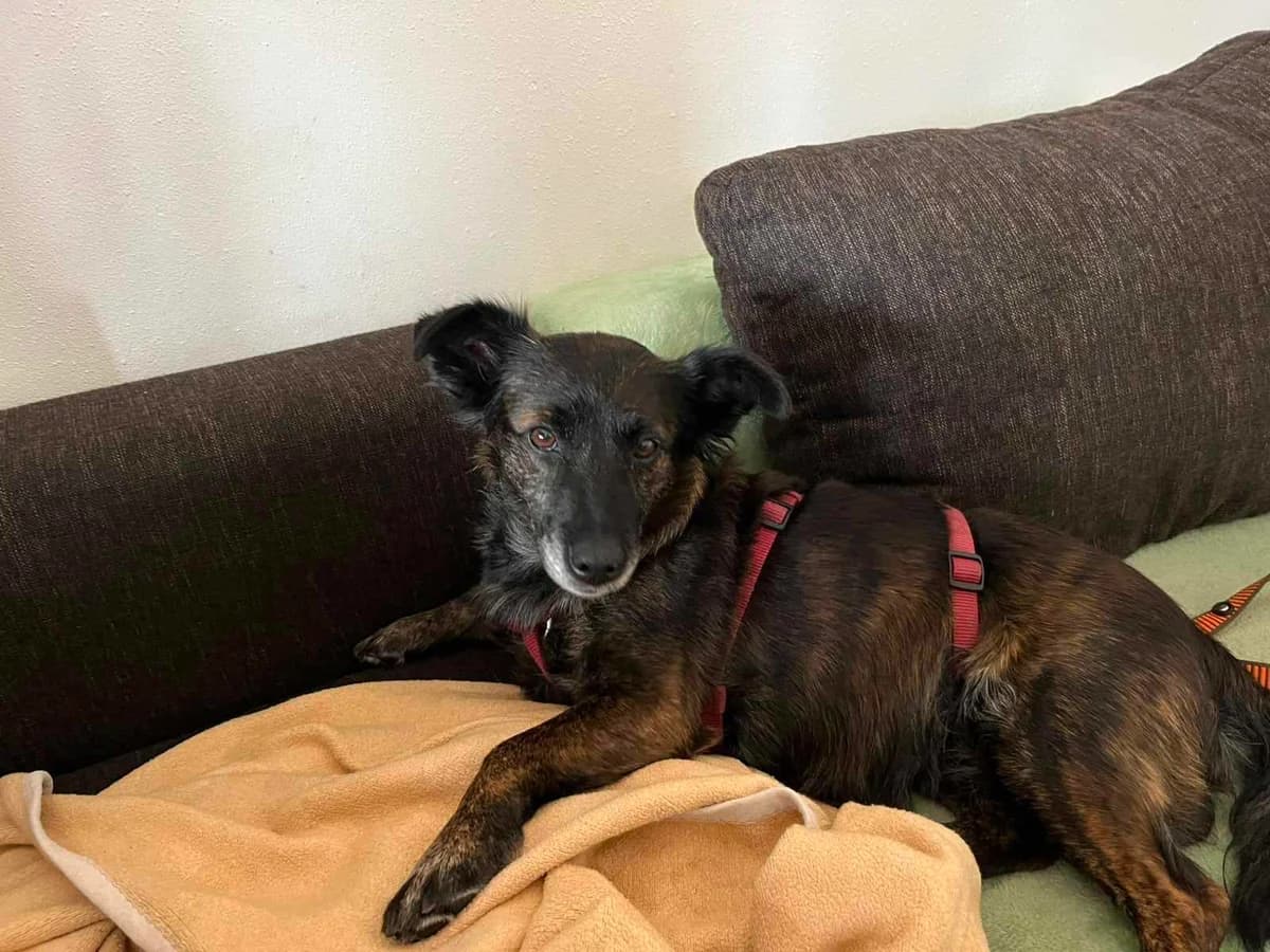 Bonni, female senior Mixed Breed for adoption at Tierfreunde im Fläming e.V.