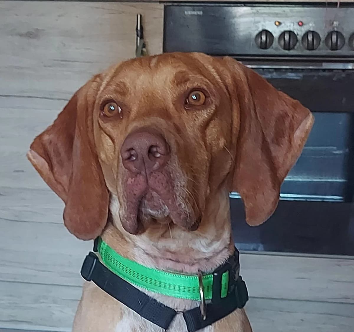 Willi, male young Mixed Breed for adoption at Tierfreunde im Fläming e.V.