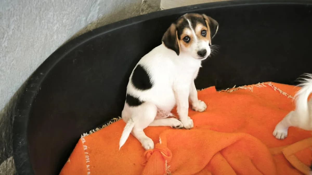 Leo, male puppy Mixed Breed for adoption at Tierfreunde im Fläming e.V.