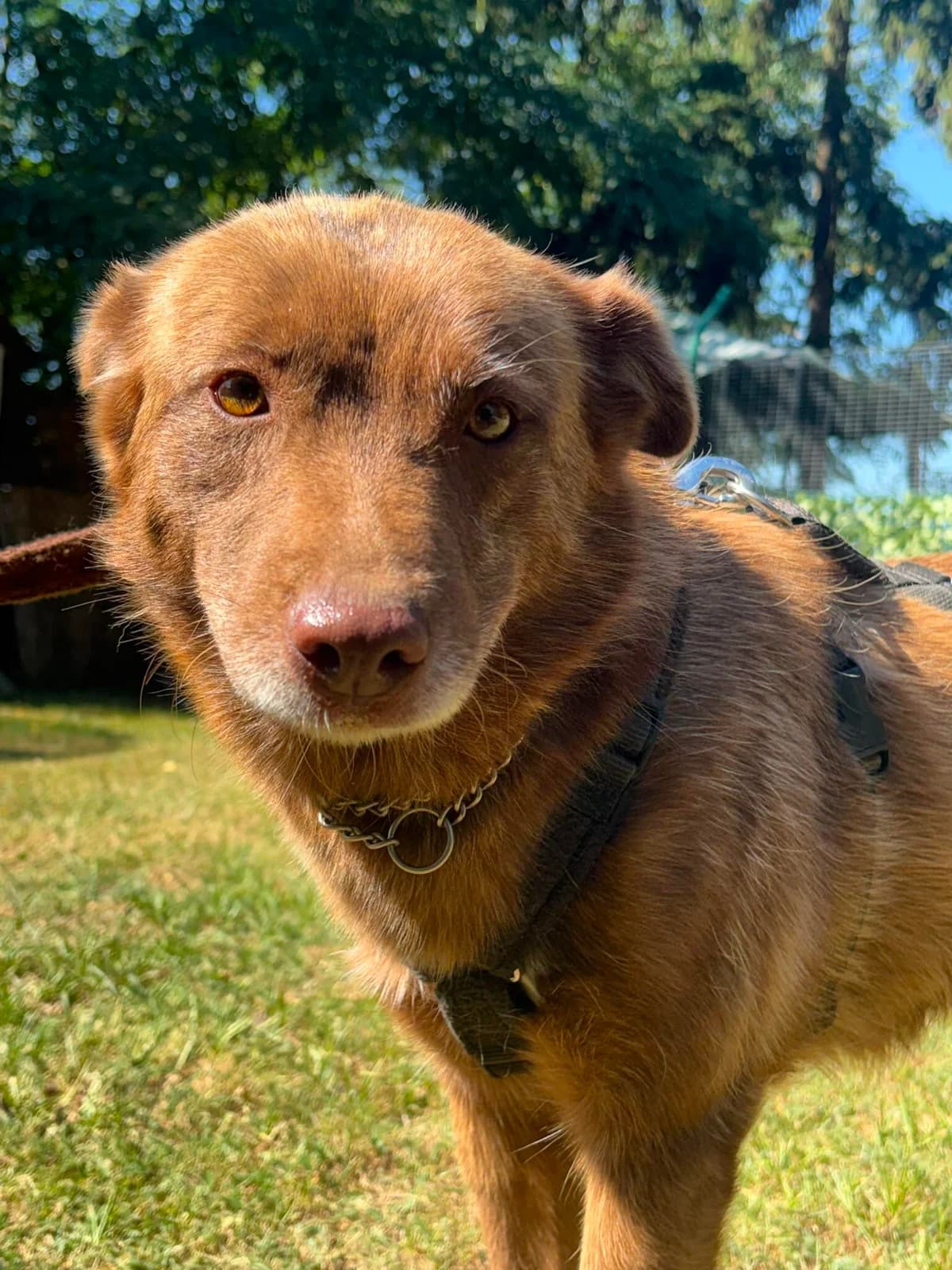 Nala ❤️🐾, female 3yo Mixed Breed for adoption at Tierfreunde im Fläming e.V.