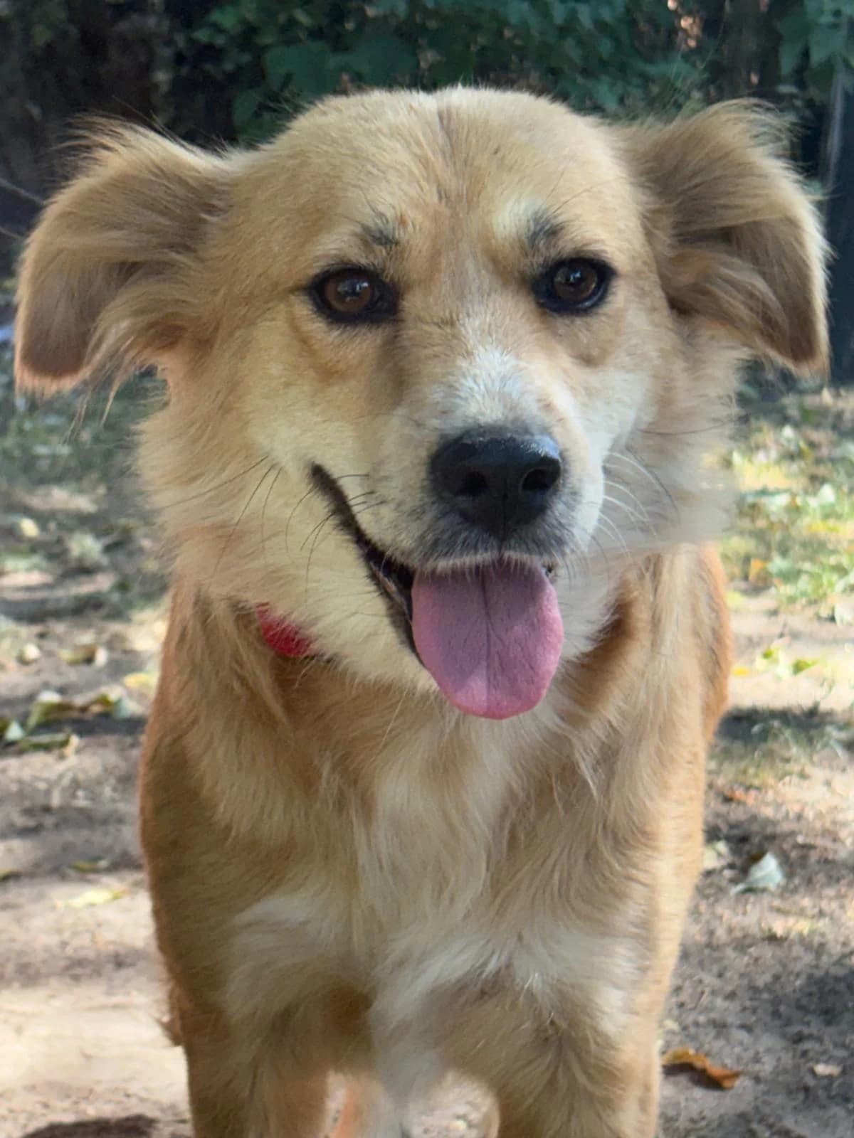 Sunny, golden female 3yo Mixed Breed for adoption at Tierfreunde im Fläming e.V.