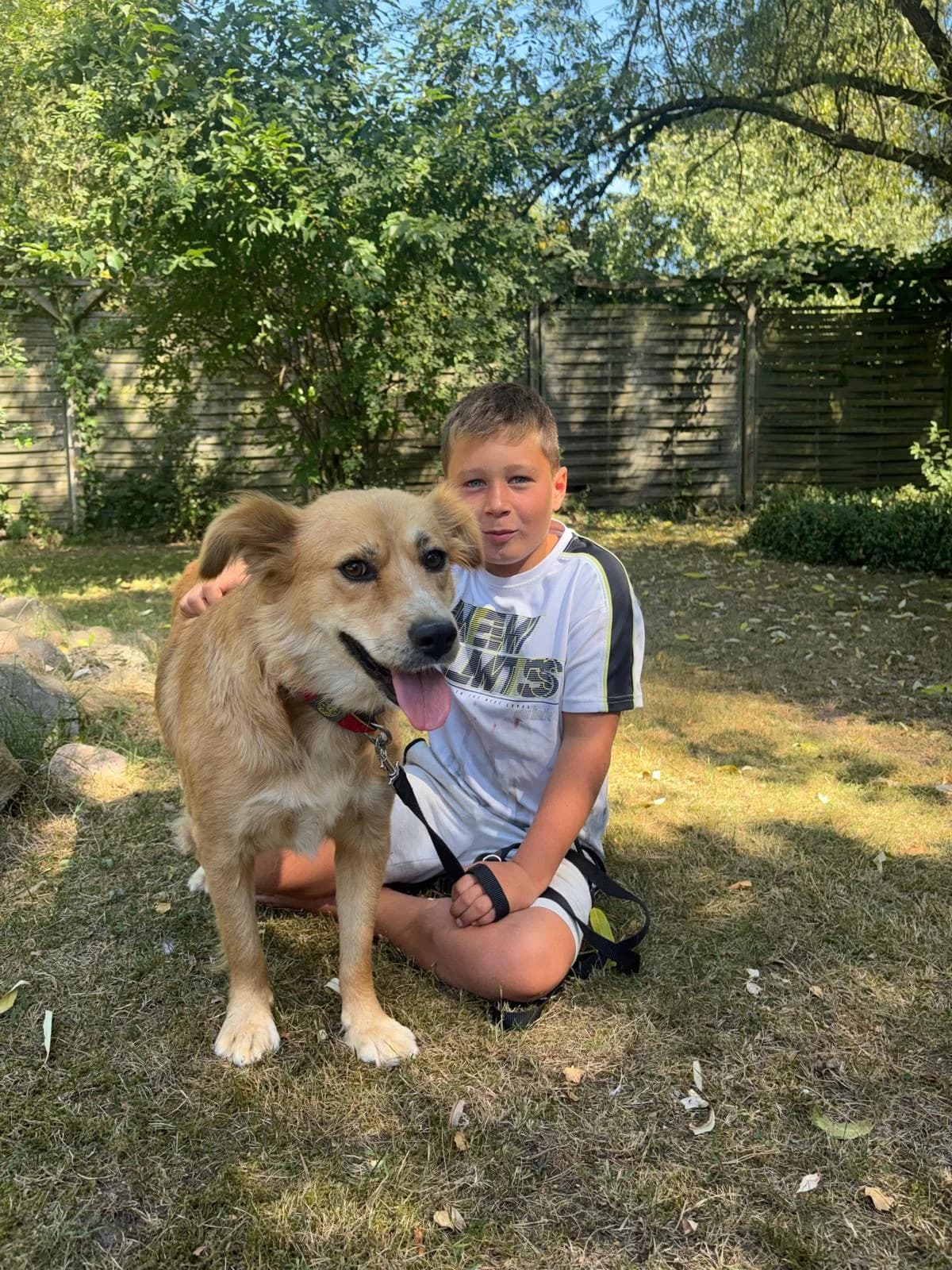 Sunny, golden female 3yo Mixed Breed for adoption at Tierfreunde im Fläming e.V.