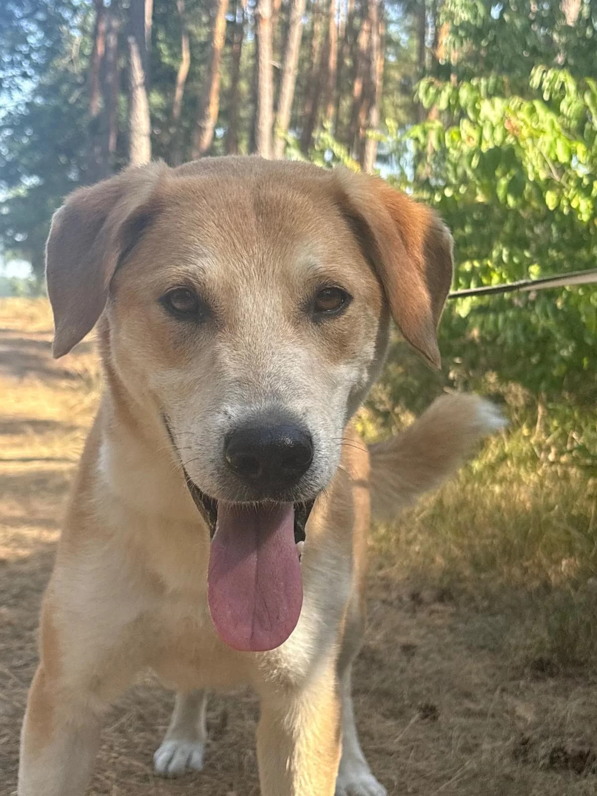 Toffee, male 6yo Mixed Breed for adoption at Tierfreunde im Fläming e.V.