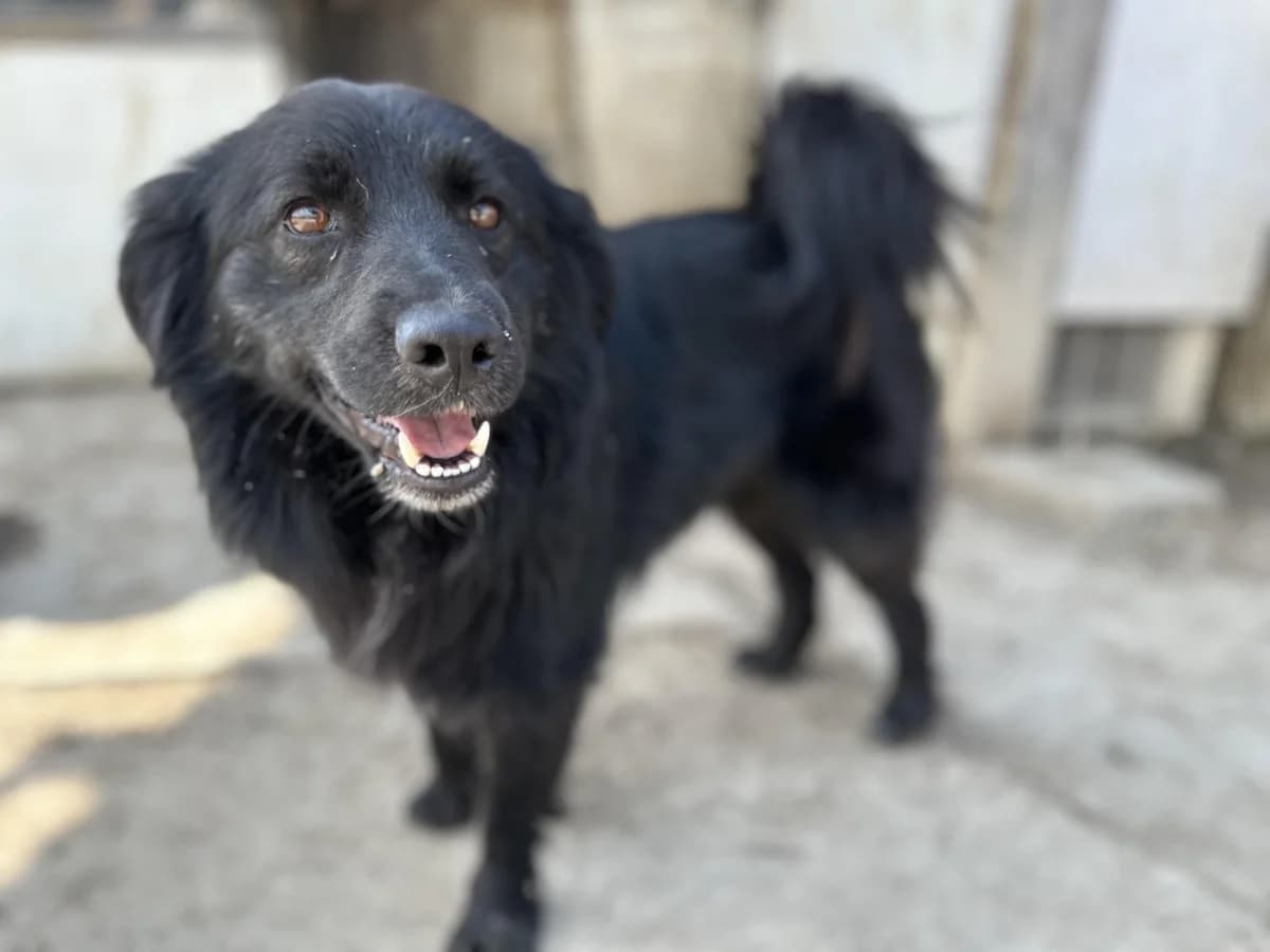 Ljil*Jano unser lieber Sonnenschein, male 3yo Mixed Breed for adoption at Tierfreunde im Fläming e.V.