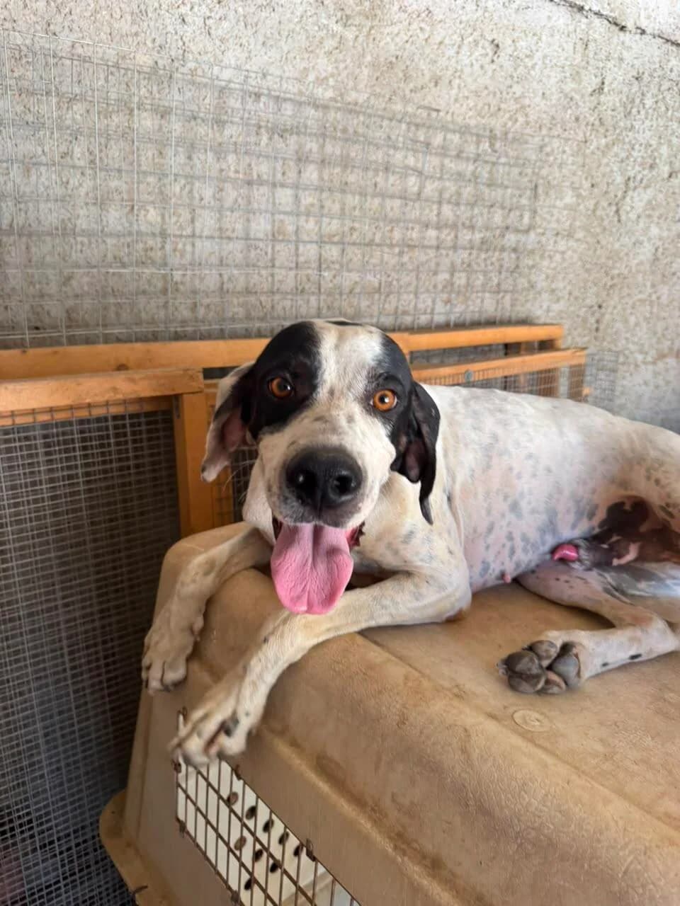 Lakis, male young Pointer for adoption at Tierfreunde im Fläming e.V.