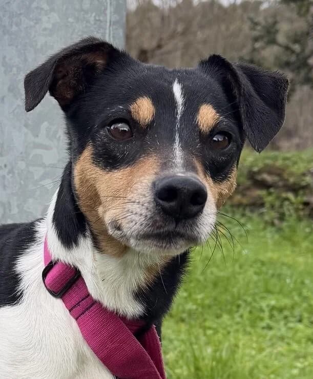 Juliano, male 3yo Mixed Breed for adoption at Tierfreunde im Fläming e.V.