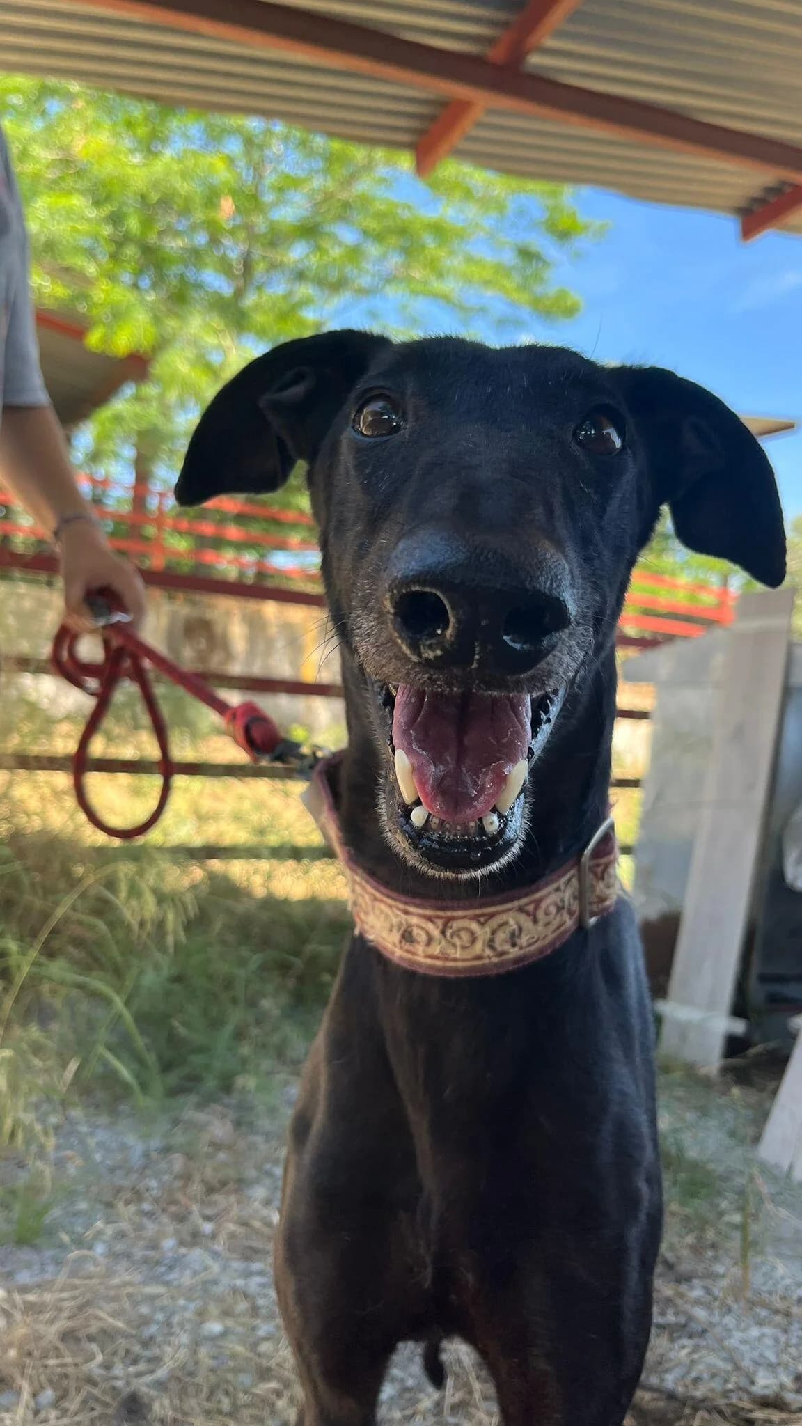 Reflejos, male 6yo Galgo Español for adoption at Tierfreunde im Fläming e.V.