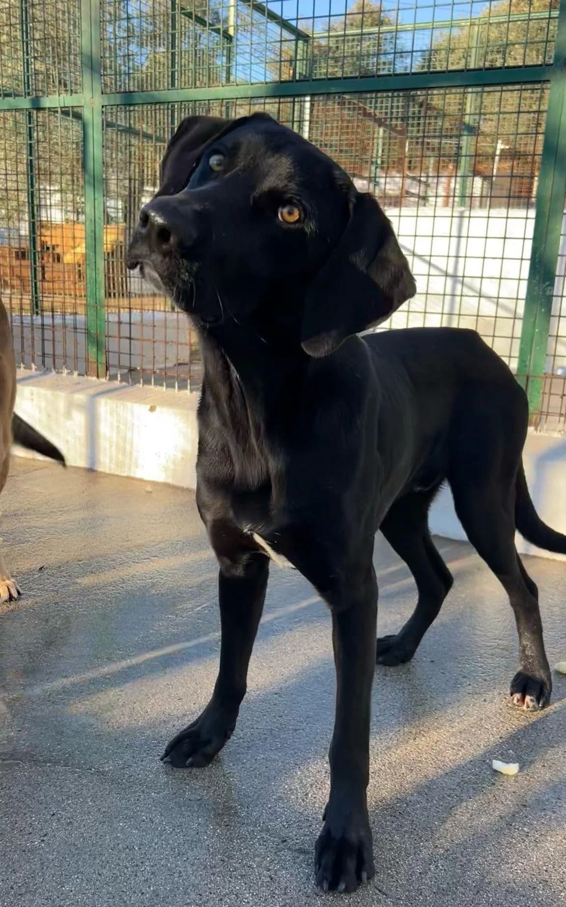 Arlo, male 3yo Mixed Breed for adoption at Tierfreunde im Fläming e.V.