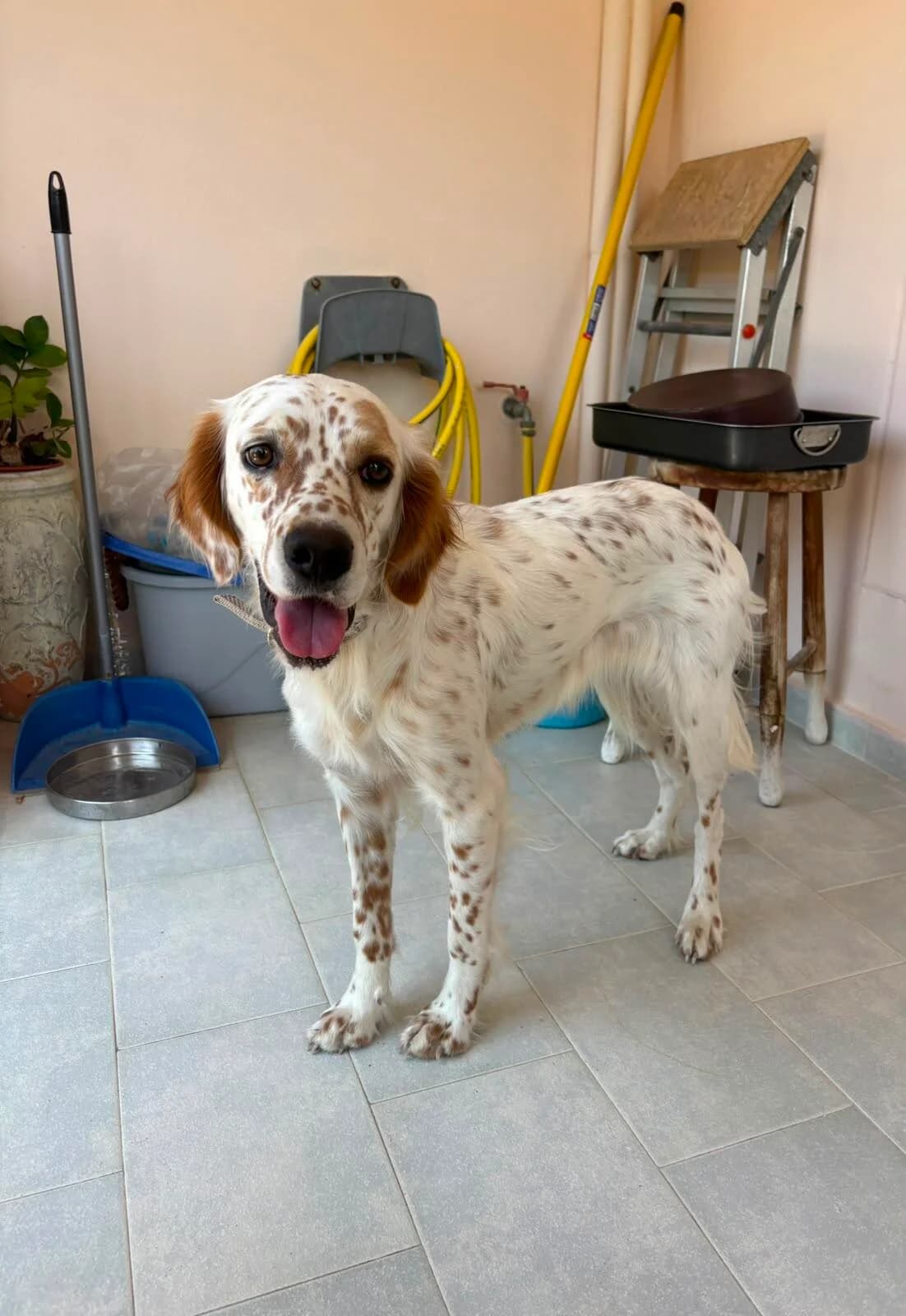 Sunny, female 5yo Mixed Breed for adoption at Tierfreunde im Fläming e.V.