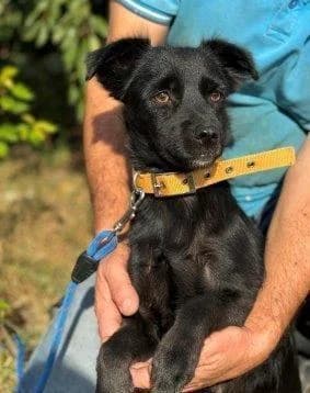 Liebevolle kleine, female 5yo Mixed Breed for adoption at Tierfreunde im Fläming e.V.