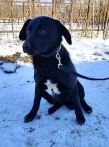 FABIAN, male 4yo Labrador Retriever for adoption at Tierfreunde im Fläming e.V.