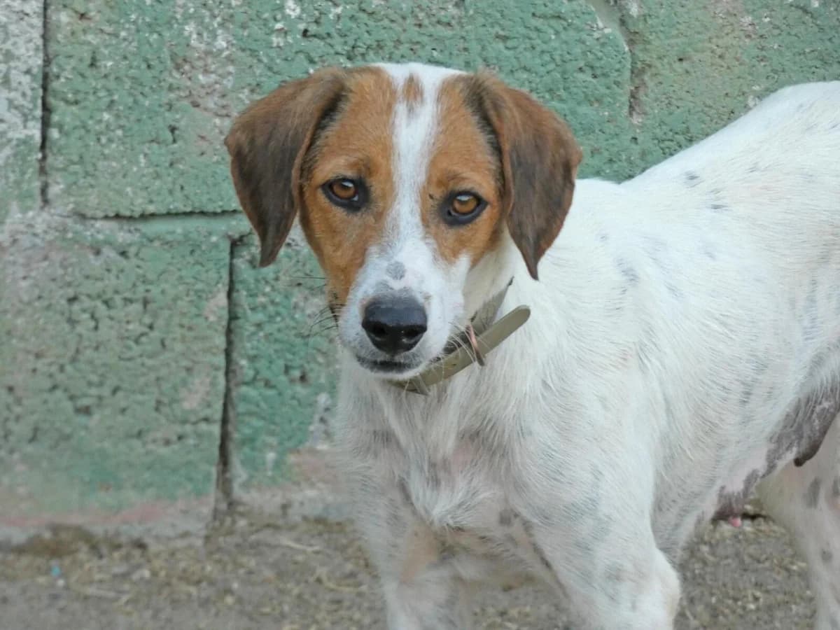 Lotte, female young Mixed Breed for adoption at Tierfreunde im Fläming e.V.