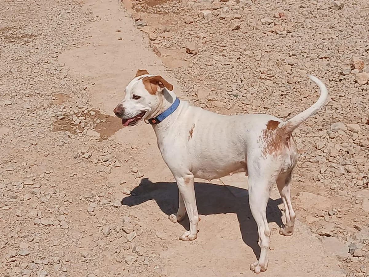 Poulia, female young Mixed Breed for adoption at Tierfreunde im Fläming e.V.