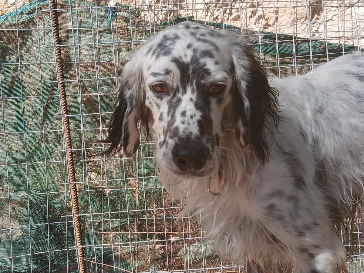 Hübscher Setter, male 5yo Mixed Breed for adoption at Tierfreunde im Fläming e.V.