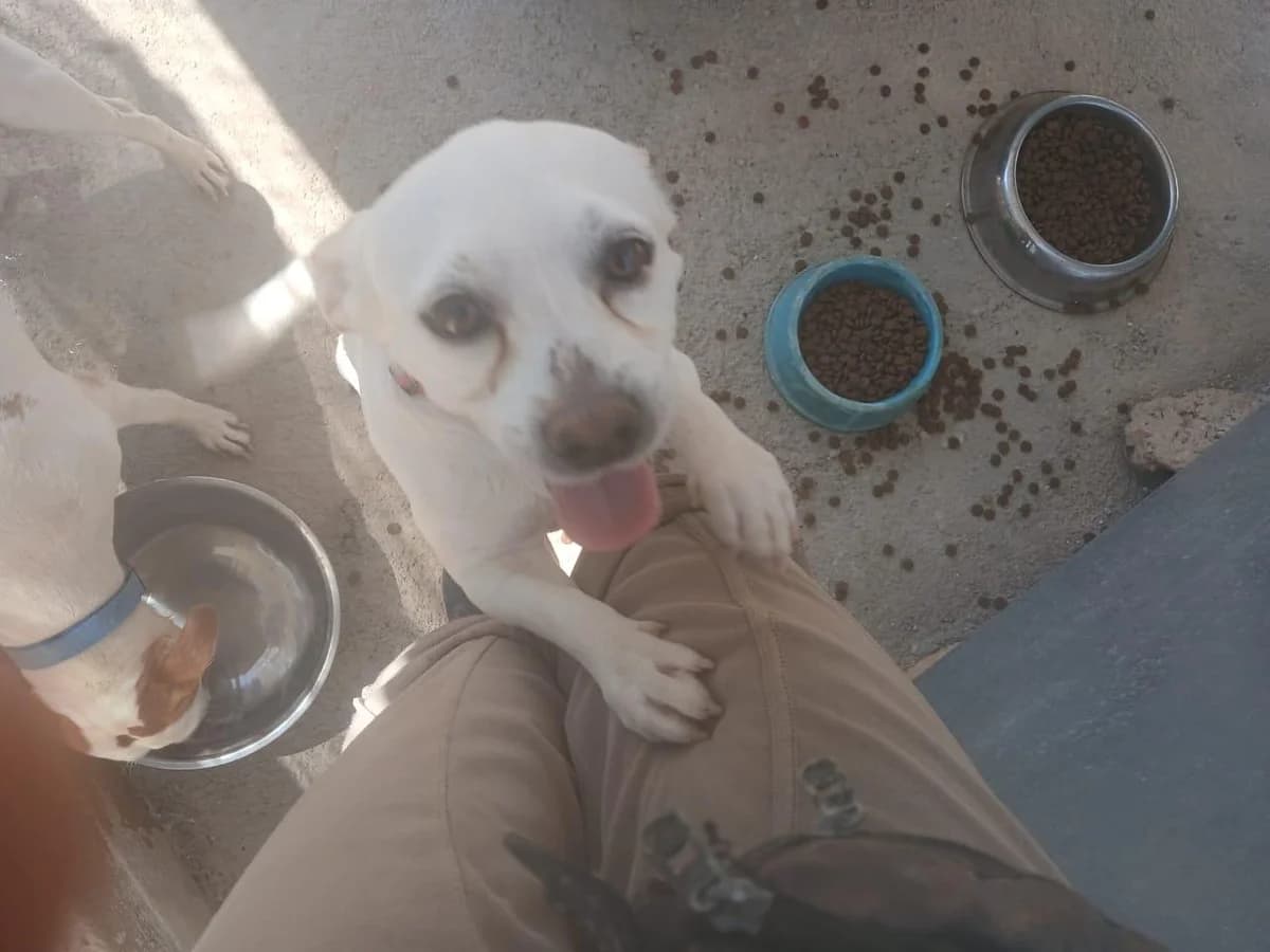 Piccolino, male young Mixed Breed for adoption at Tierfreunde im Fläming e.V.