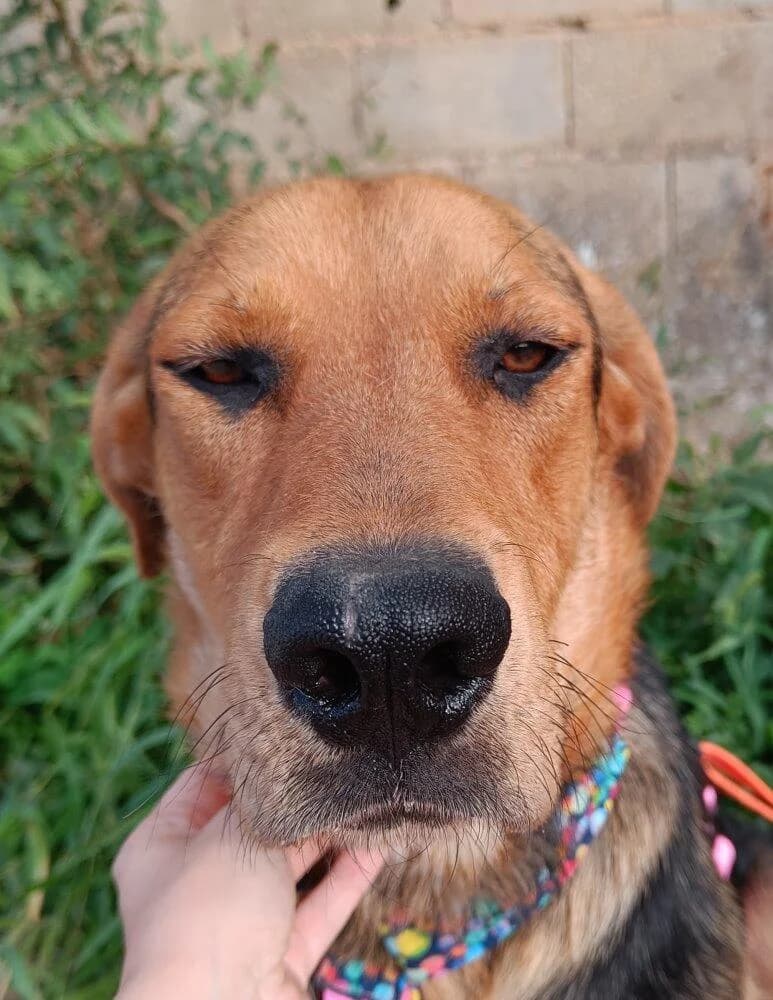 May, female young German Shepherd for adoption at Tierfreunde im Fläming e.V.