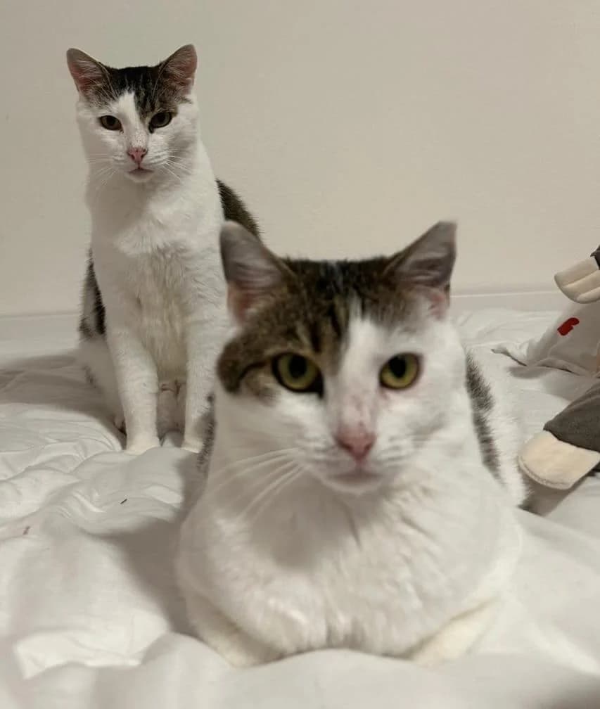 Puck & Ruby, female 5yo mixed breed for adoption at Tierfreunde im Fläming e.V.