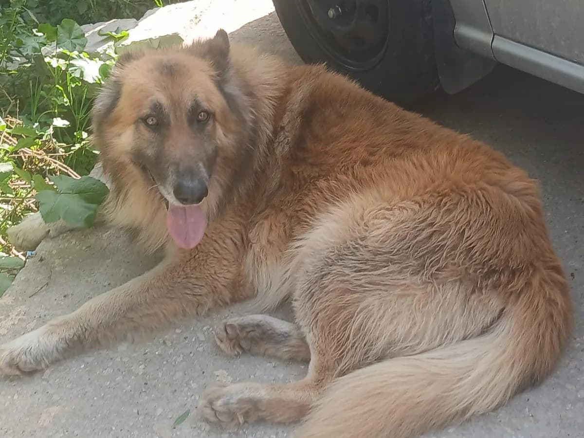 Griff, male senior Belgian Malinois for adoption at Tierfreunde im Fläming e.V.
