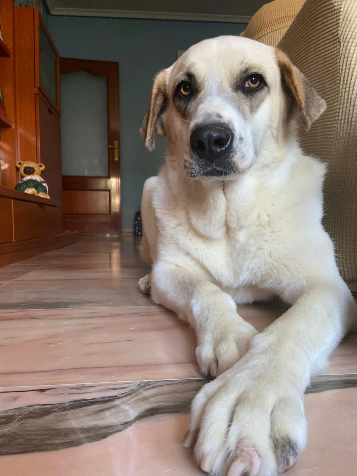 Dona, female 4yo Mastiff for adoption at Tierfreunde im Fläming e.V.