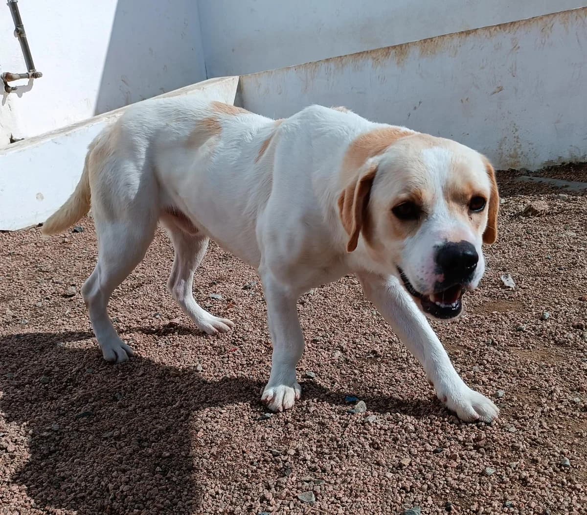 Balu, male 3yo Labrador Retriever for adoption at Tierfreunde im Fläming e.V.