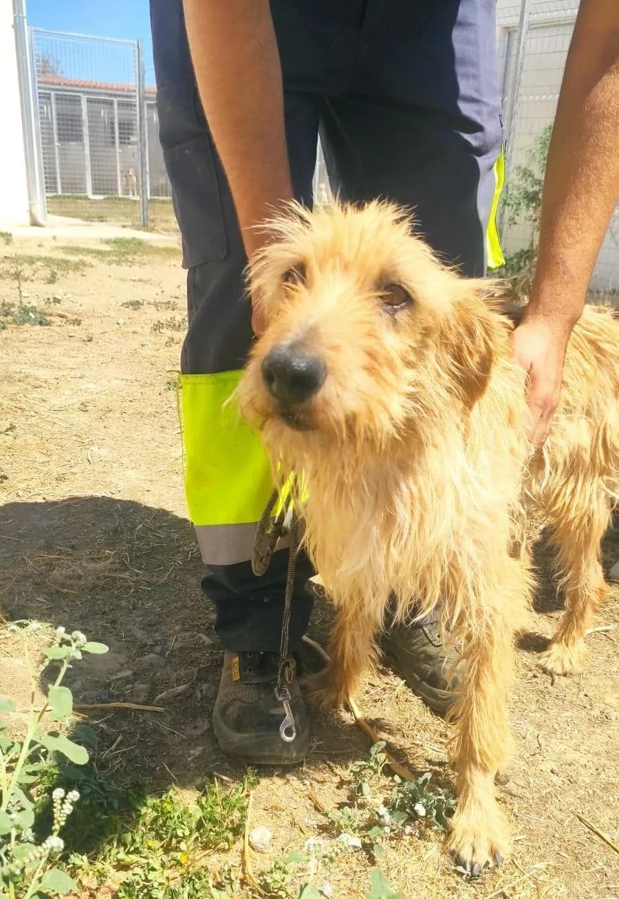 Cur, male 6yo Mixed Breed for adoption at Tierfreunde im Fläming e.V.