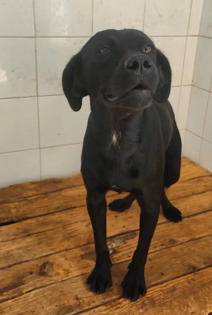 Dec, schwarz male young Mixed Breed for adoption at Tierfreunde im Fläming e.V.