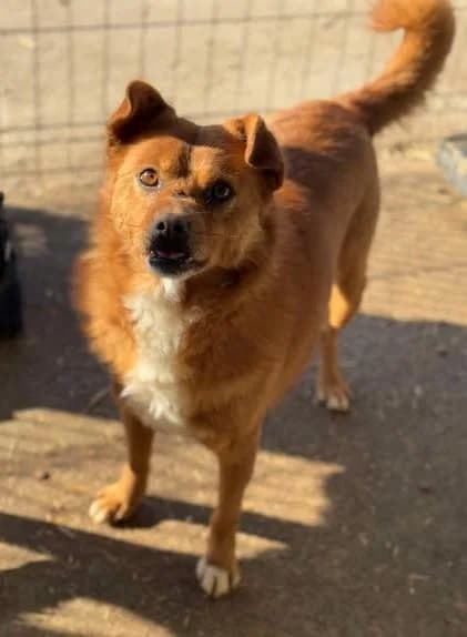 Tristan, male senior Mixed Breed for adoption at Tierfreunde im Fläming e.V.