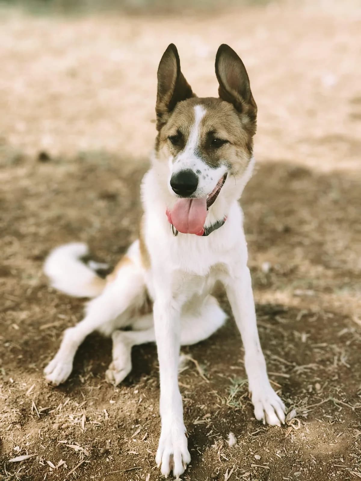SOFY 🧡🧡🧡MÖCHTE IHR HERZ EROBERN, female young Mixed Breed for adoption at Tierfreunde im Fläming e.V.
