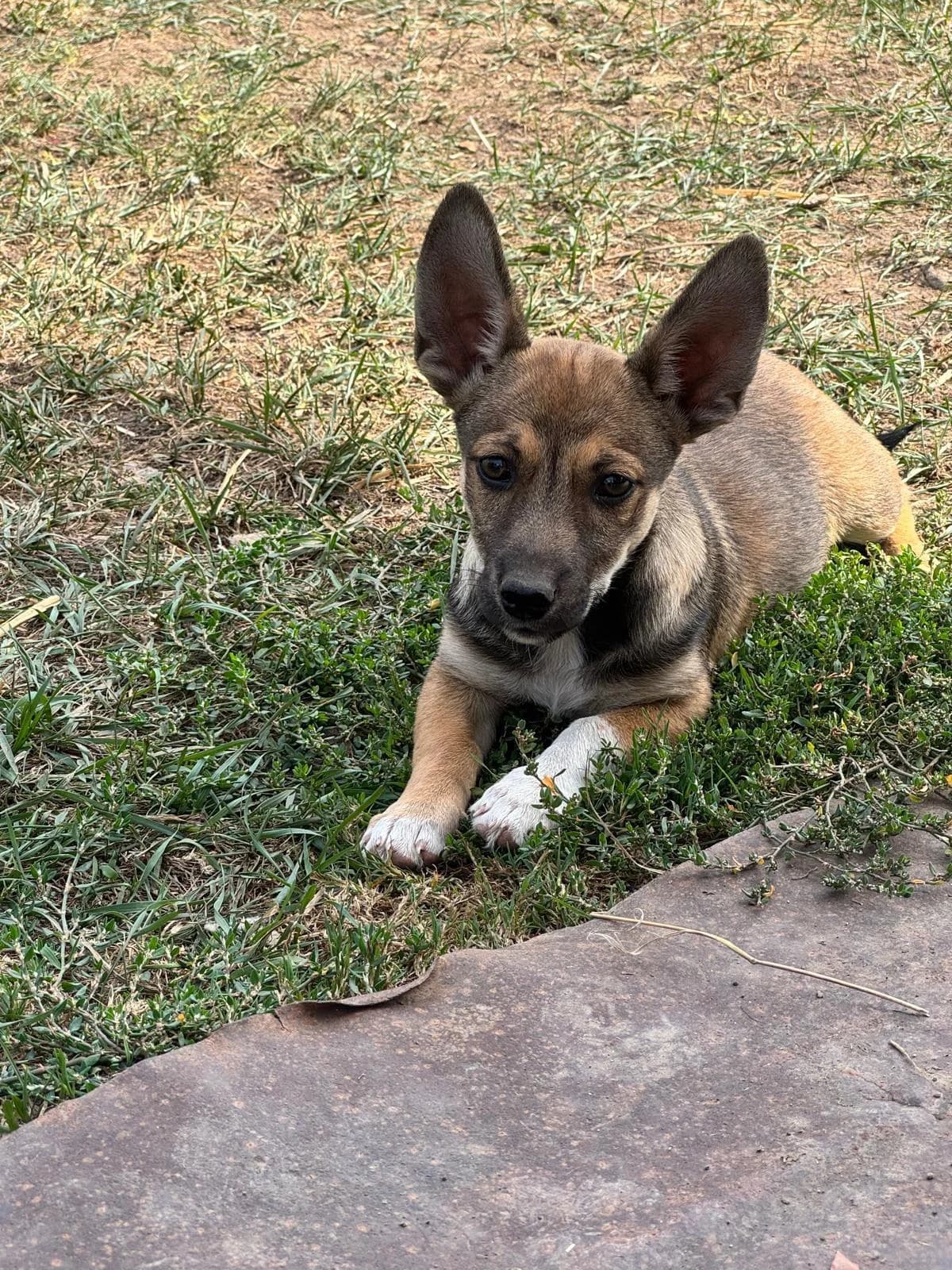 Ema Welpe, female puppy Mixed Breed for adoption at Tierfreunde im Fläming e.V.