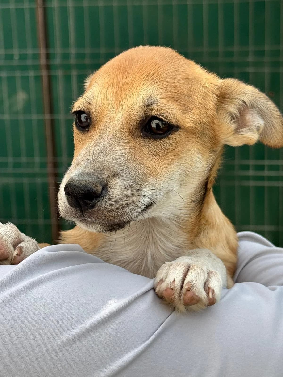 Milo Welpe, male puppy Mixed Breed for adoption at Tierfreunde im Fläming e.V.