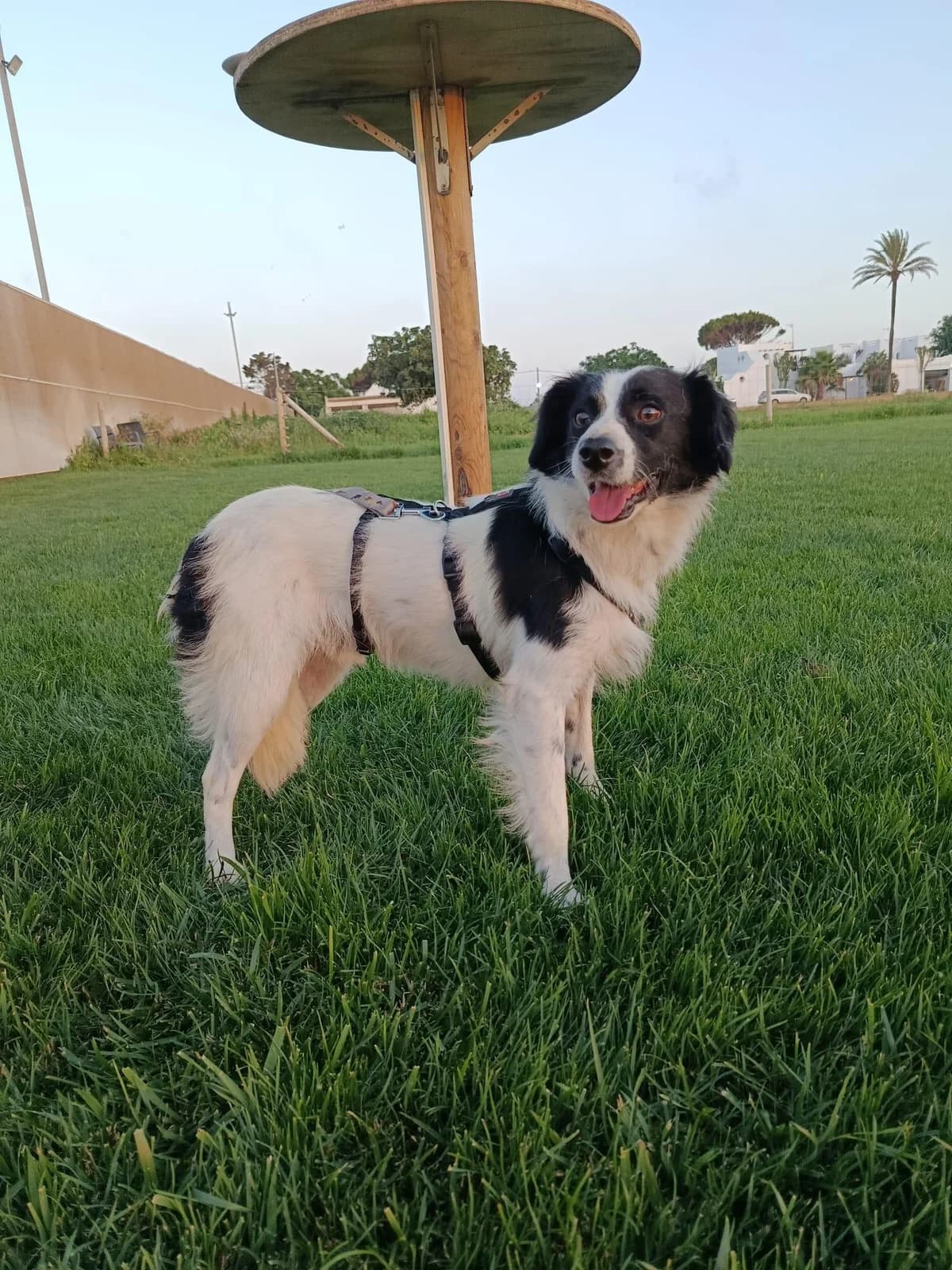 freundlicher Raw, male senior Brittany Spaniel for adoption at Tierfreunde im Fläming e.V.