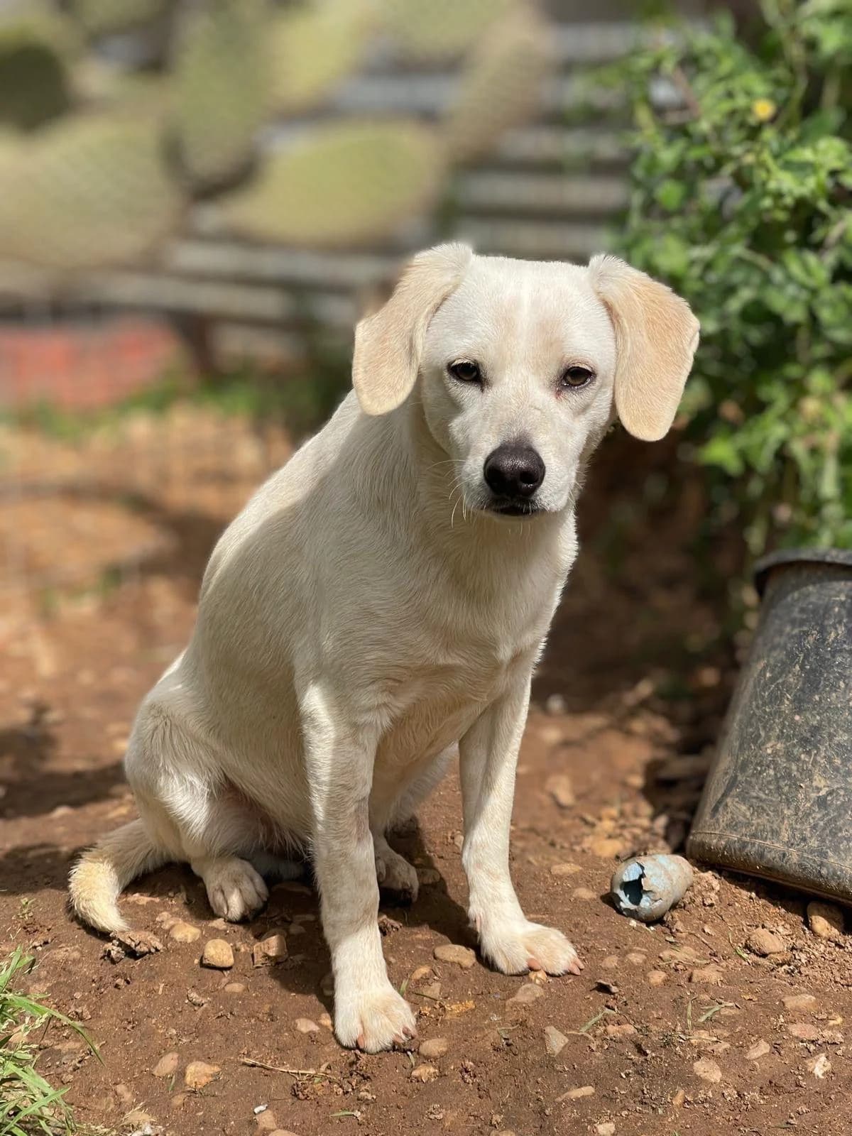 Schöner, blonder Mischlingsrüde Azorin, male young Mixed Breed for adoption at Tierfreunde im Fläming e.V.