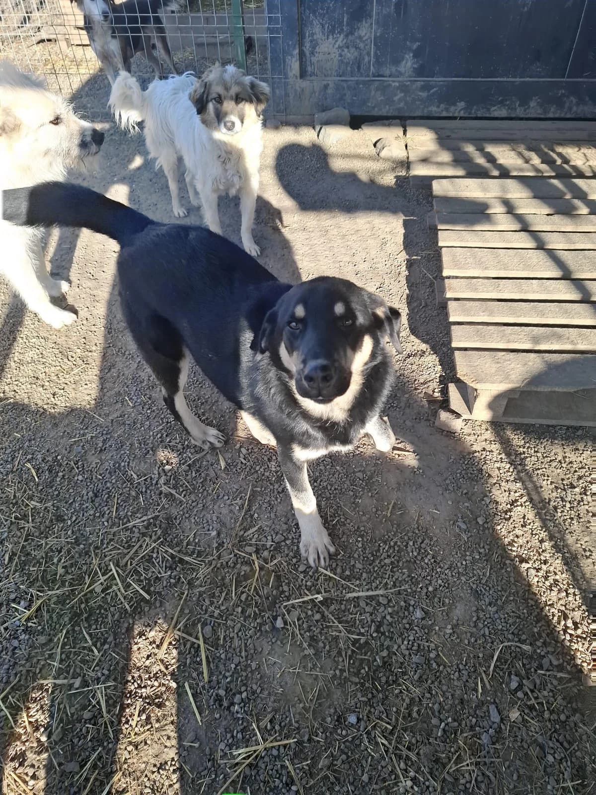 Miky, male young Mixed Breed for adoption at Tierfreunde im Fläming e.V.