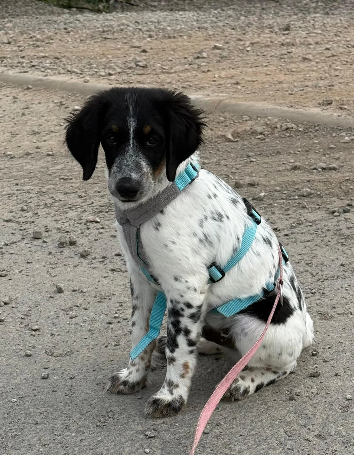 Loki, male puppy Mixed Breed for adoption at Tierfreunde im Fläming e.V.