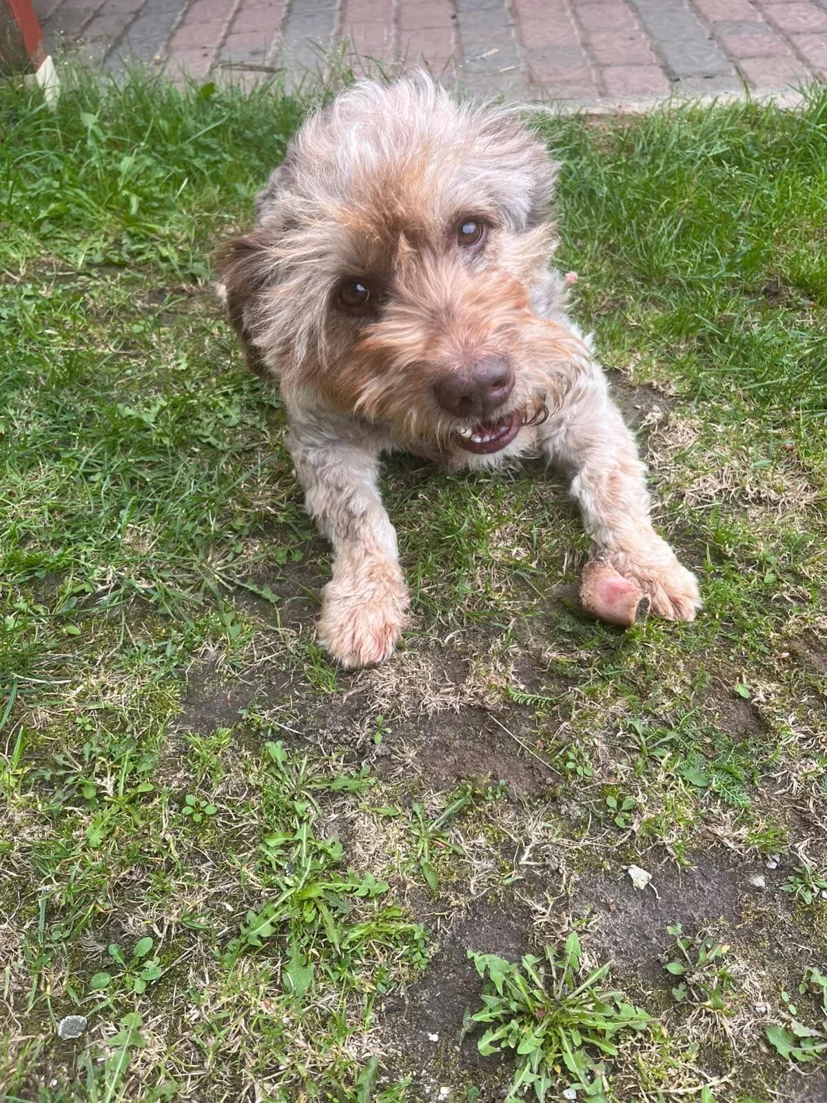 Schmuseterrier Marc, male 4yo mixed breed for adoption at Tierfreunde im Fläming e.V.