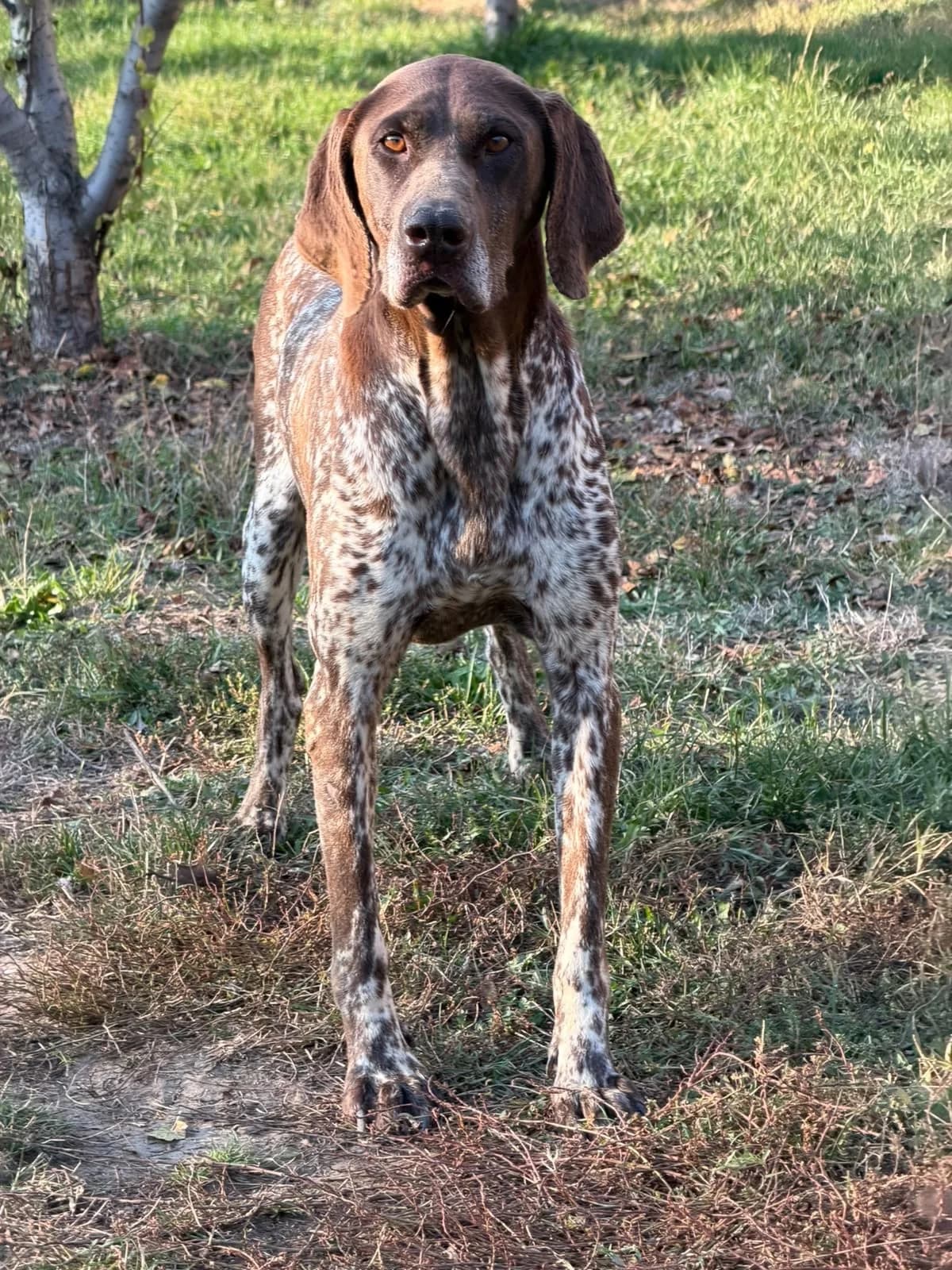 Elfie, female 6yo German Shorthaired Pointer for adoption at Tierfreunde im FlÀming e.V.
