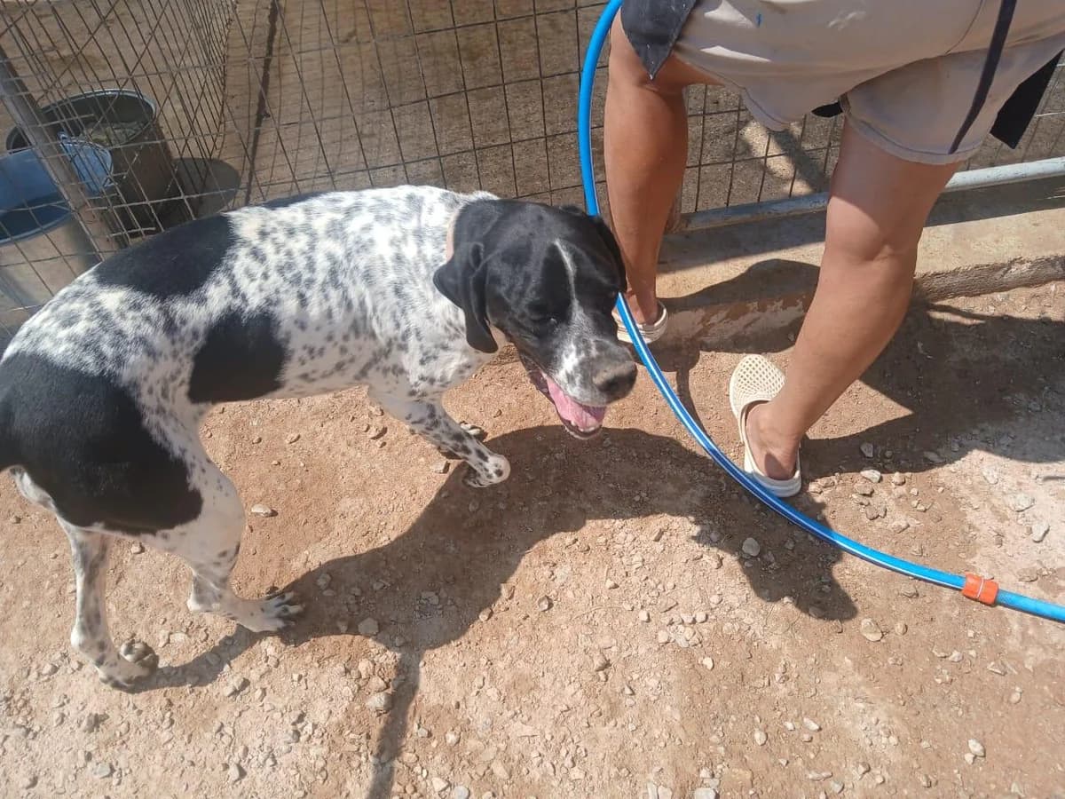 Benny, male 4yo Pointer for adoption at Tierfreunde im Fläming e.V.