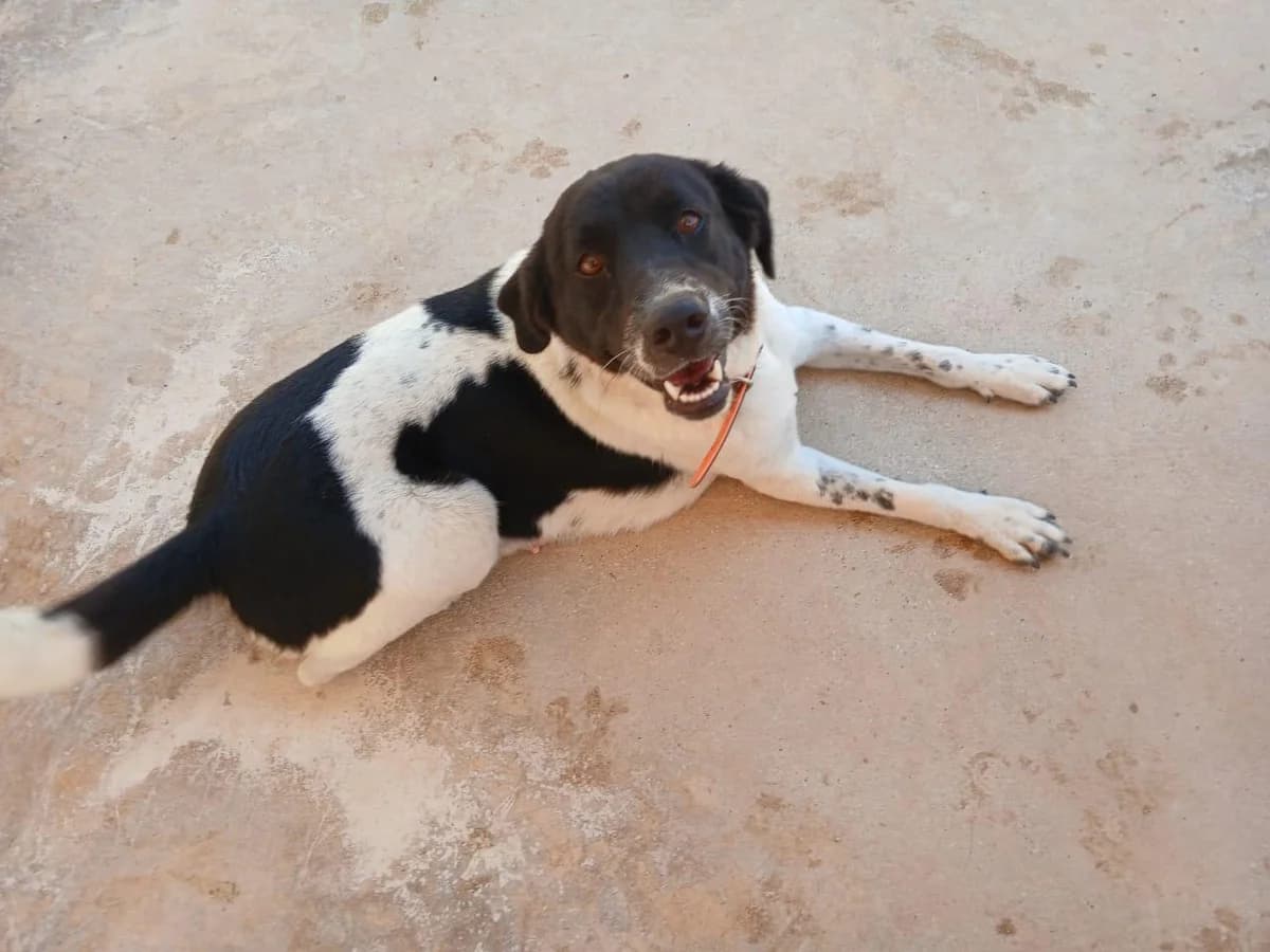 Kara, female young Mixed Breed for adoption at Tierfreunde im Fläming e.V.
