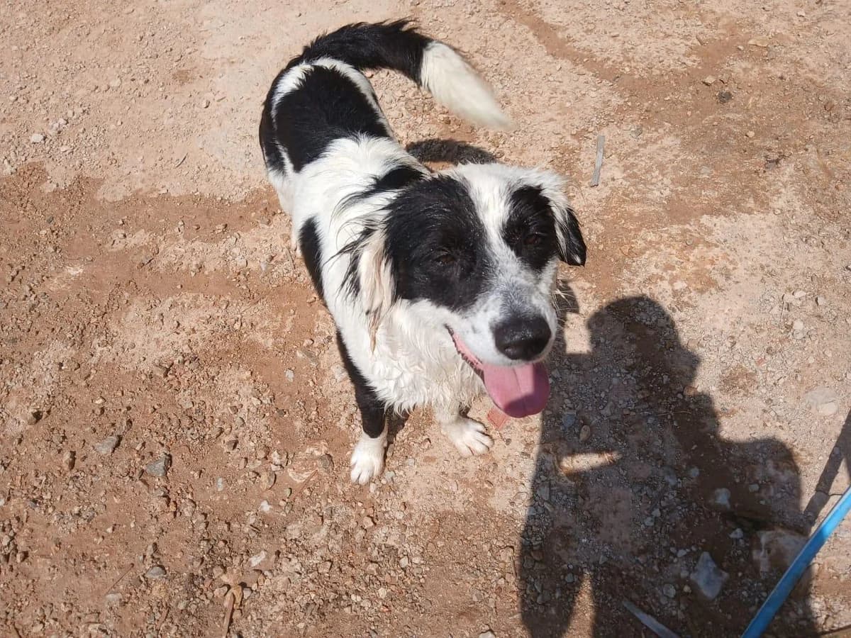 Kimon, male young Mixed Breed for adoption at Tierfreunde im Fläming e.V.