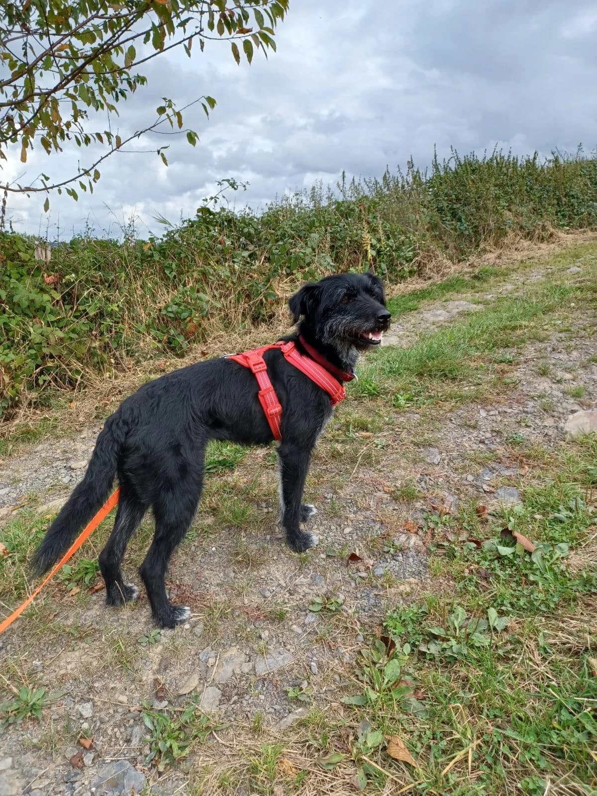 Moni, female senior mixed breed for adoption at Tierfreunde im Fläming e.V.