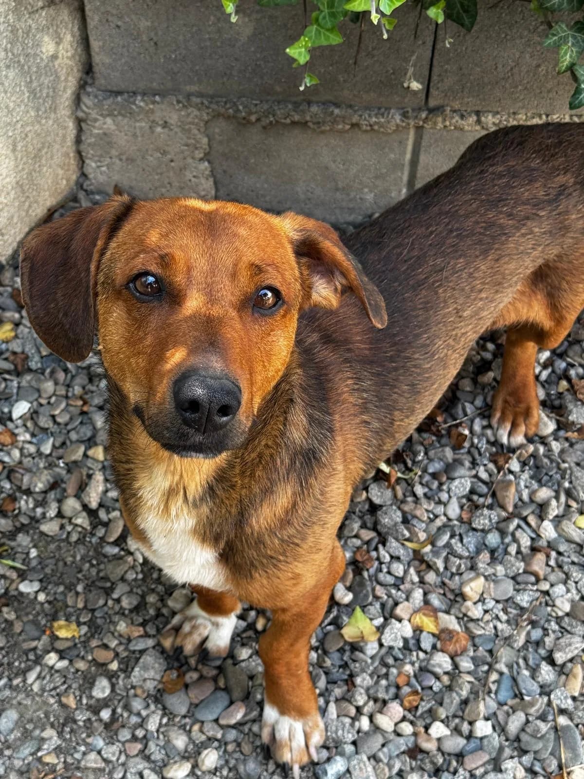 Arni, male young Mixed Breed for adoption at Tierfreunde im Fläming e.V.