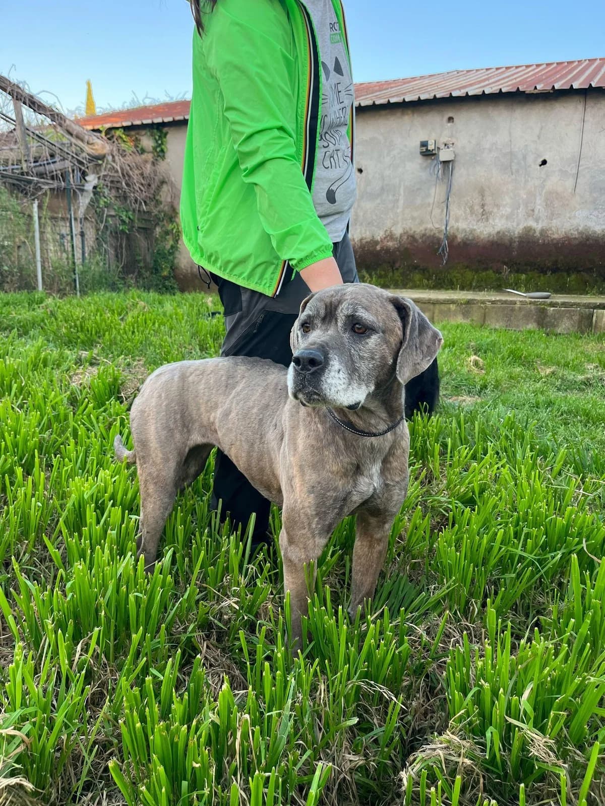 TEA 💚💚💚, female 5yo Mixed Breed for adoption at Tierfreunde im Fläming e.V.