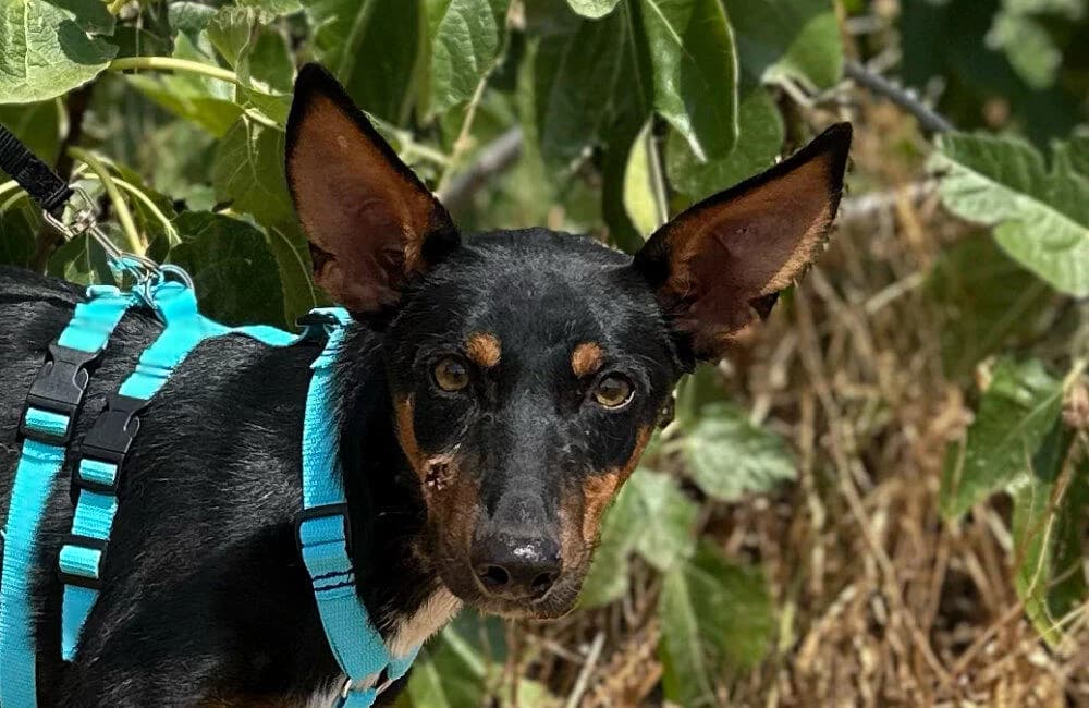 Doby, male young Podenco for adoption at Tierfreunde im Fläming e.V.