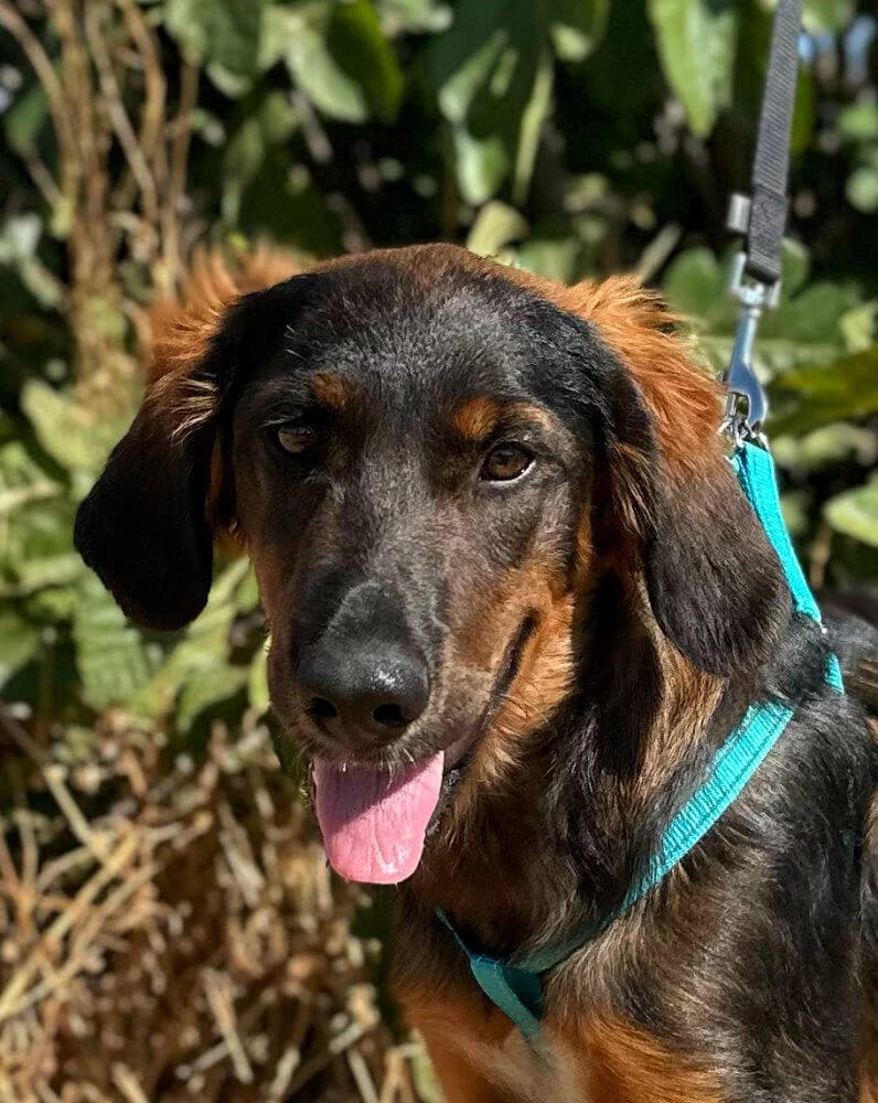 Tarzán, weiß male young Podenco for adoption at Tierfreunde im Fläming e.V.